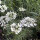 Strahlen-Breitsame / Strahlendolde (Orlaya grandiflora) Samen