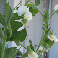 Erbse Corne de Belier (Pisum sativum) Samen