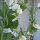 Erbse Corne de Belier (Pisum sativum) Samen
