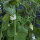 Erbse Corne de Belier (Pisum sativum) Samen