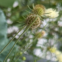 Gelbe Skabiose (Scabiosa ochroleuca) Samen