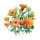 Sommerblumen in Orange (diverse Ringelblumensorten) Saatgutmix