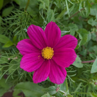 Sommerblumen in Rot (diverse Arten & Sorten) Saatgutmix