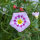 Sommerblumen in Rot (diverse Arten & Sorten) Saatgutmix