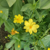 Sommerblumen in Gelb (diverse Arten & Sorten) Saatgutmix