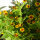 Sommerblumen in Gelb (diverse Arten & Sorten) Saatgutmix