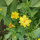 Sommerblumen in Gelb (diverse Arten & Sorten) Saatgutmix
