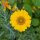 Sommerblumen in Gelb (diverse Arten & Sorten) Saatgutmix