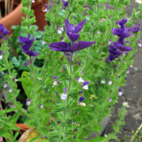 Schopfsalbei / Buntschopfsalbei (Salvia viridis) Samen