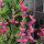 Schopfsalbei / Buntschopfsalbei (Salvia viridis) Samen