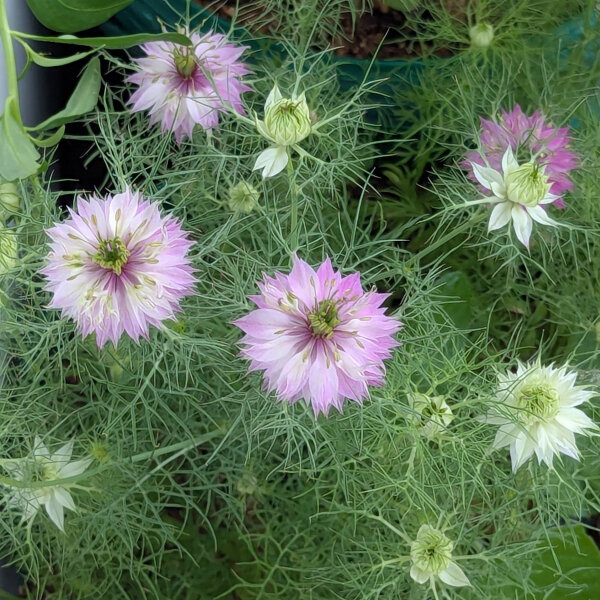 Rosa Jungfer im Grünen Persian Rose (Nigella damascena) Samen