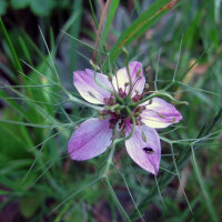 Rosa Jungfer im Grünen Persian Rose (Nigella damascena) Samen
