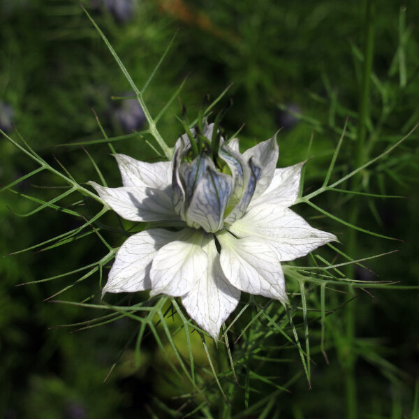 Weiße Jungfer im Grünen Miss Jekyll White (Nigella damascena) Samen