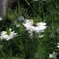 Weiße Jungfer im Grünen Miss Jekyll White (Nigella damascena) Samen
