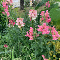 Rosa Löwenmäulchen The Rose (Antirrhinum majus)  Samen