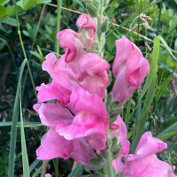 Rosa Löwenmäulchen The Rose (Antirrhinum majus)  Samen