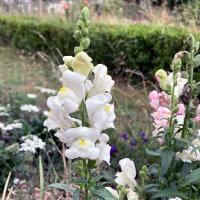 Weißes Löwenmäulchen Snowflake (Antirrhinum majus)  Samen
