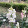 Weißes Löwenmäulchen Snowflake (Antirrhinum majus)  Samen