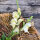 Weißes Löwenmäulchen Snowflake (Antirrhinum majus)  Samen