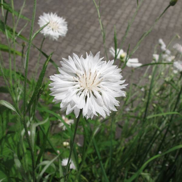 Weisse Kornblume White Ball (Centaurea cyanus) Samen