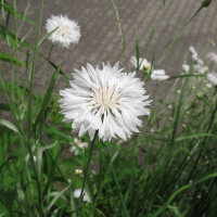 Weisse Kornblume White Ball (Centaurea cyanus) Samen
