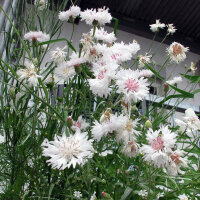 Weisse Kornblume White Ball (Centaurea cyanus) Samen