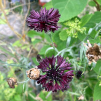 Dunkelviolette Kornblume Black Ball (Centaurea cyanus) Samen