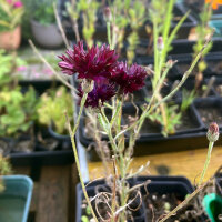 Dunkelviolette Kornblume Black Ball (Centaurea cyanus) Samen