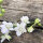 Weißer Feldrittersporn White King (Consolida ajacis) Samen