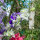 Weißer Feldrittersporn White King (Consolida ajacis) Samen