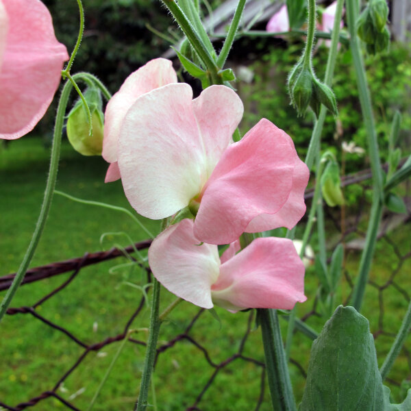 Zartrosa Duftwicke Mollie Rilstone (Lathyrus odoratus) Samen
