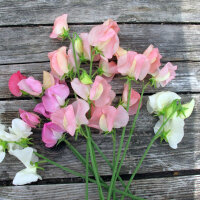 Zartrosa Duftwicke Mollie Rilstone (Lathyrus odoratus) Samen