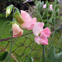 Zartrosa Duftwicke Mollie Rilstone (Lathyrus odoratus) Samen