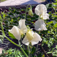 Weiße Duftwicke Ice Cream (Lathyrus odoratus) Samen