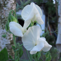 Weiße Duftwicke Ice Cream (Lathyrus odoratus) Samen