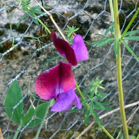 Zweifarbige Duftwicke Matucana (Lathyrus odoratus) Samen