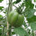 Italienische Ochsenherz-Tomate Cuore di bue (Solanum lycopersicum) Bio Saatgut