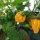 Chili Trinidad Scorpion Gelb (Capsicum chinense) Samen