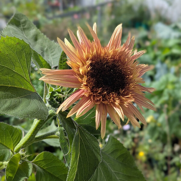 Altrosa Sonnenblume Astra Rose (Helianthus annuus) Samen
