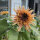 Altrosa Sonnenblume Astra Rose (Helianthus annuus) Samen
