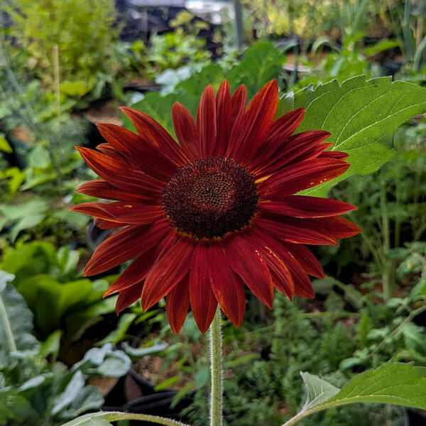 Rotbraune Sonnenblume Chocolat  (Helianthus annuus) Samen