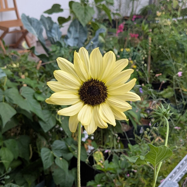 Blassgelbe Sonnenblume Vanilla Ice  (Helianthus debilis) Samen