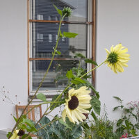 Blassgelbe Sonnenblume Vanilla Ice  (Helianthus debilis)...