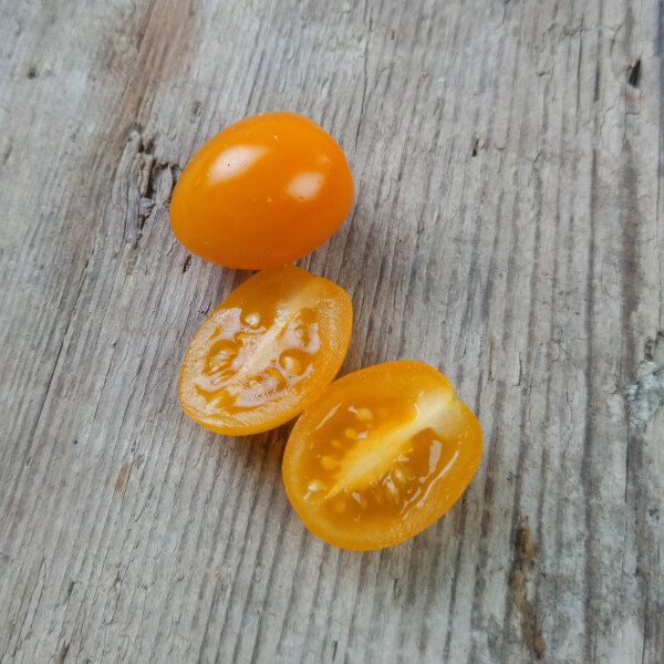 Orange Cocktailtomate Figiel (Solanum lycopersicum) Bio Saatgut