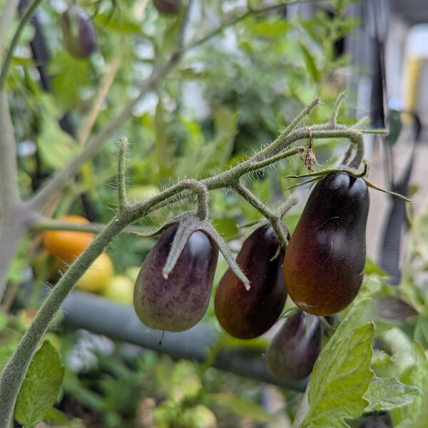 Gelbviolette Cocktailtomate Indigo Pear Drops (Solanum lycopersicum) Samen