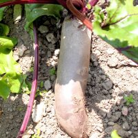 Rote Bete Cylindra (Beta vulgaris) Bio Saatgut