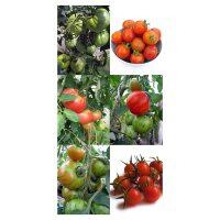 Besondere alte Tomatensorten - Samenset