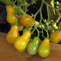 Gelbe Cocktailtomate Yellow Pear (Solanum lycopersicum)...