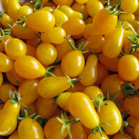Gelbe Cocktailtomate Yellow Pear (Solanum lycopersicum)...