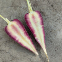 Violette Karotte Gniff (Daucus carota) Bio-Saatgut